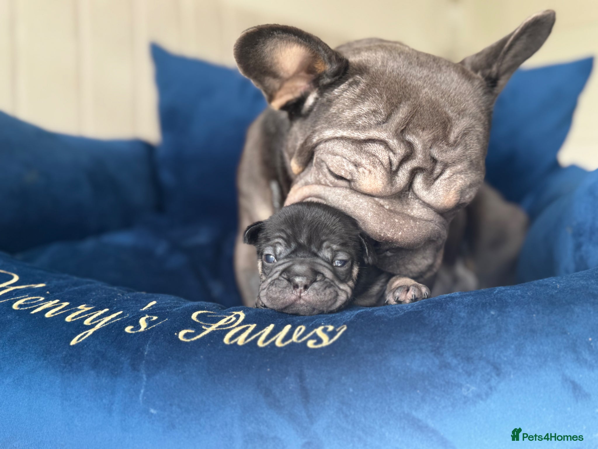 French Bulldog dogs 🤍𝐒𝐭𝐮𝐧𝐧𝐢𝐧𝐠 𝐅𝐥𝐮𝐟𝐟𝐲 𝐟𝐫𝐞𝐧𝐜𝐡𝐢𝐞𝐬 - Advert 2