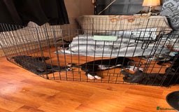 Mixed Breed dogs for sale: One puppy left, Cane Corso X Japanese Akita - Image 14