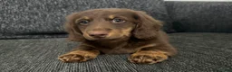 Dachshund dogs for sale: Miniature Long haired Daschund in Bootle - Advert 20
