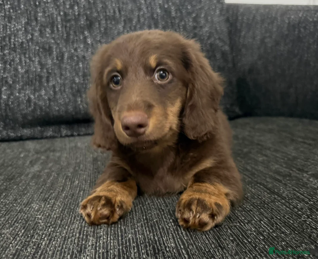 Dachshund dogs for sale: Miniature Long haired Daschund in Bootle - Advert 20