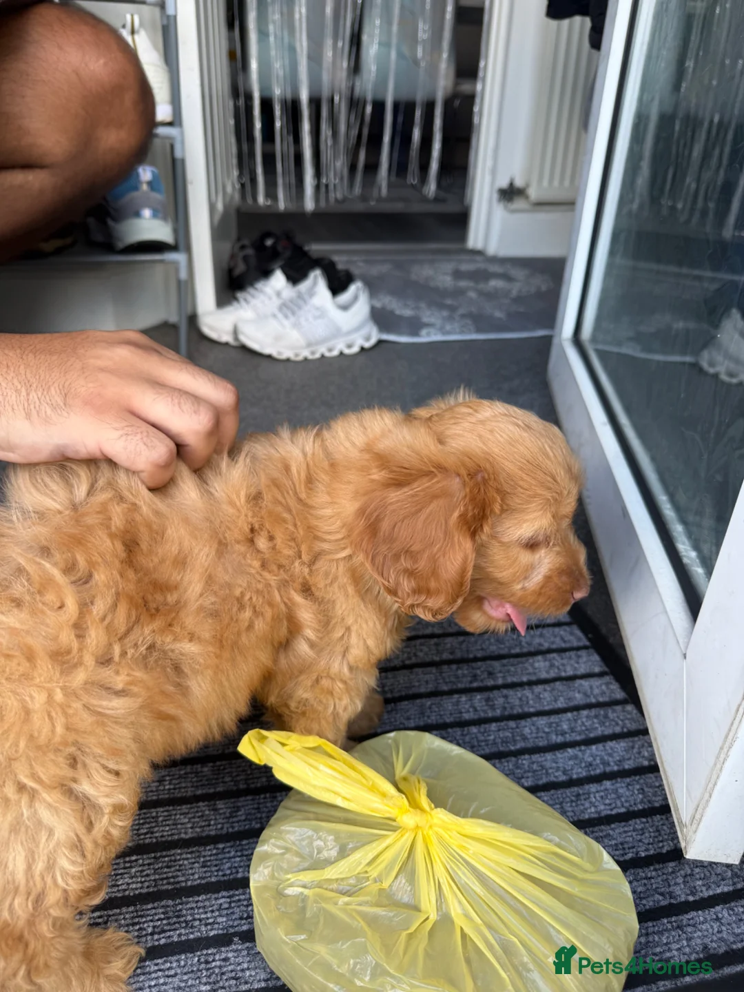 Mixed Breed dogs for sale: cockapoo in Ferryhill - Advert 2