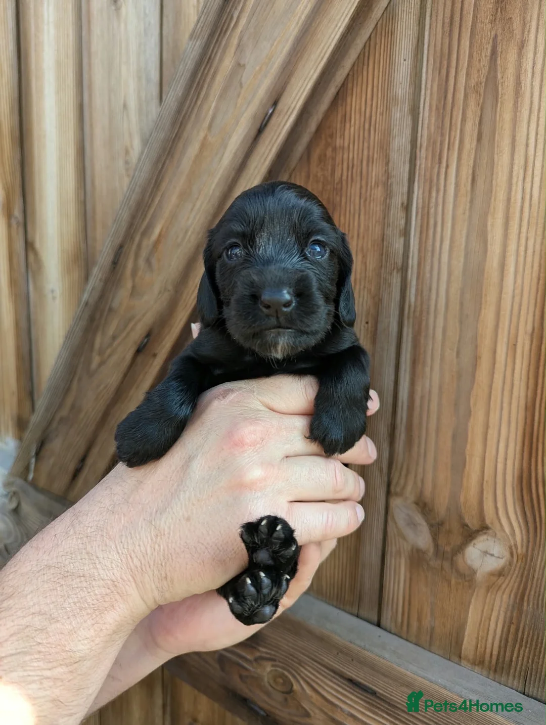 Cocker Spaniel dogs for sale: FTCH Sired KC Registered Cocker Spaniel Puppies - Advert 10