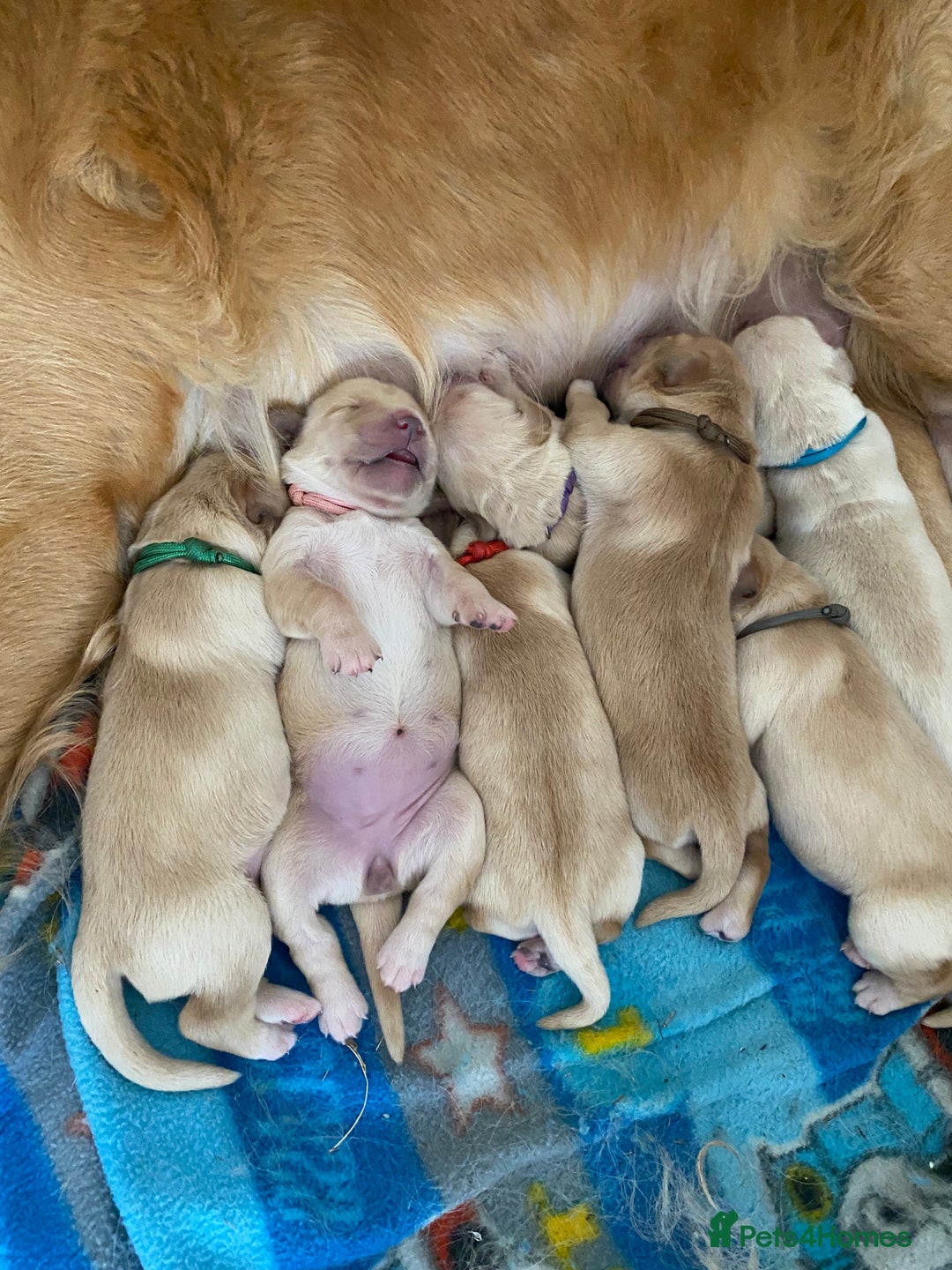 Golden Retriever dogs for sale: 🐾Sweet Golden Retriever Puppies-5 generation KC🐾 - Image 15