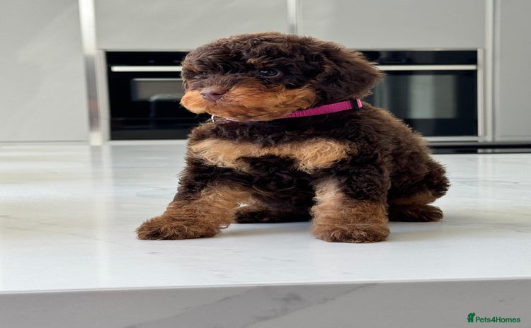 Toy Poodle dogs - Advert 1