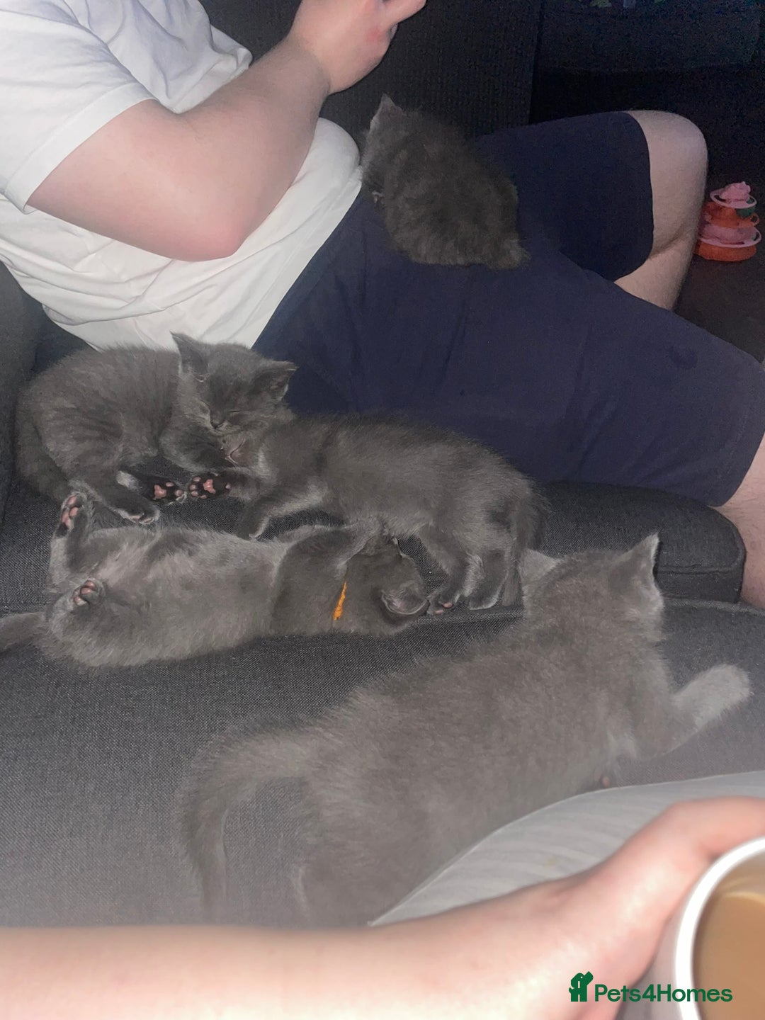 Ragdoll cats for sale: Cuddly & Sweet Ragdolls - Image 25