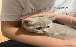 British Shorthair cats for sale: PUREBRED BSH KITTENS SOLD - Image 14