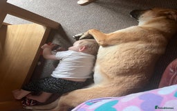 Mixed Breed dogs for sale: Baby looking for loving home  - Image 6