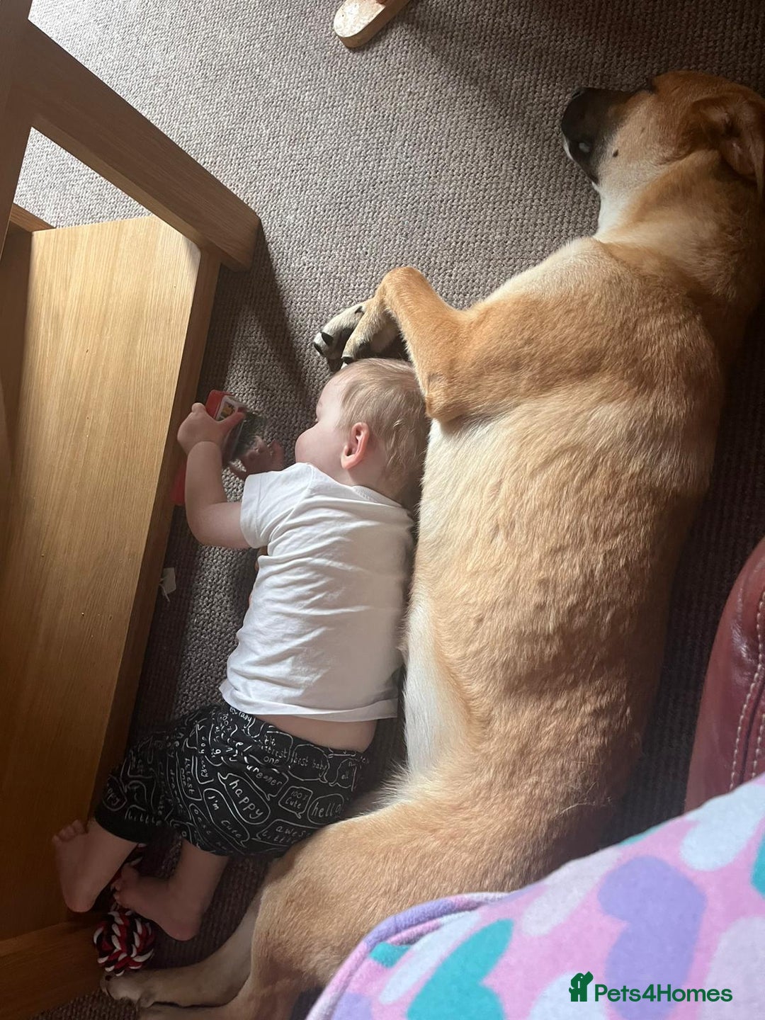 Mixed Breed dogs for sale: Baby looking for loving home  - Image 6