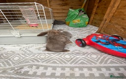 Mini Lop rabbits for sale: Mini lop rabbit - Image 2