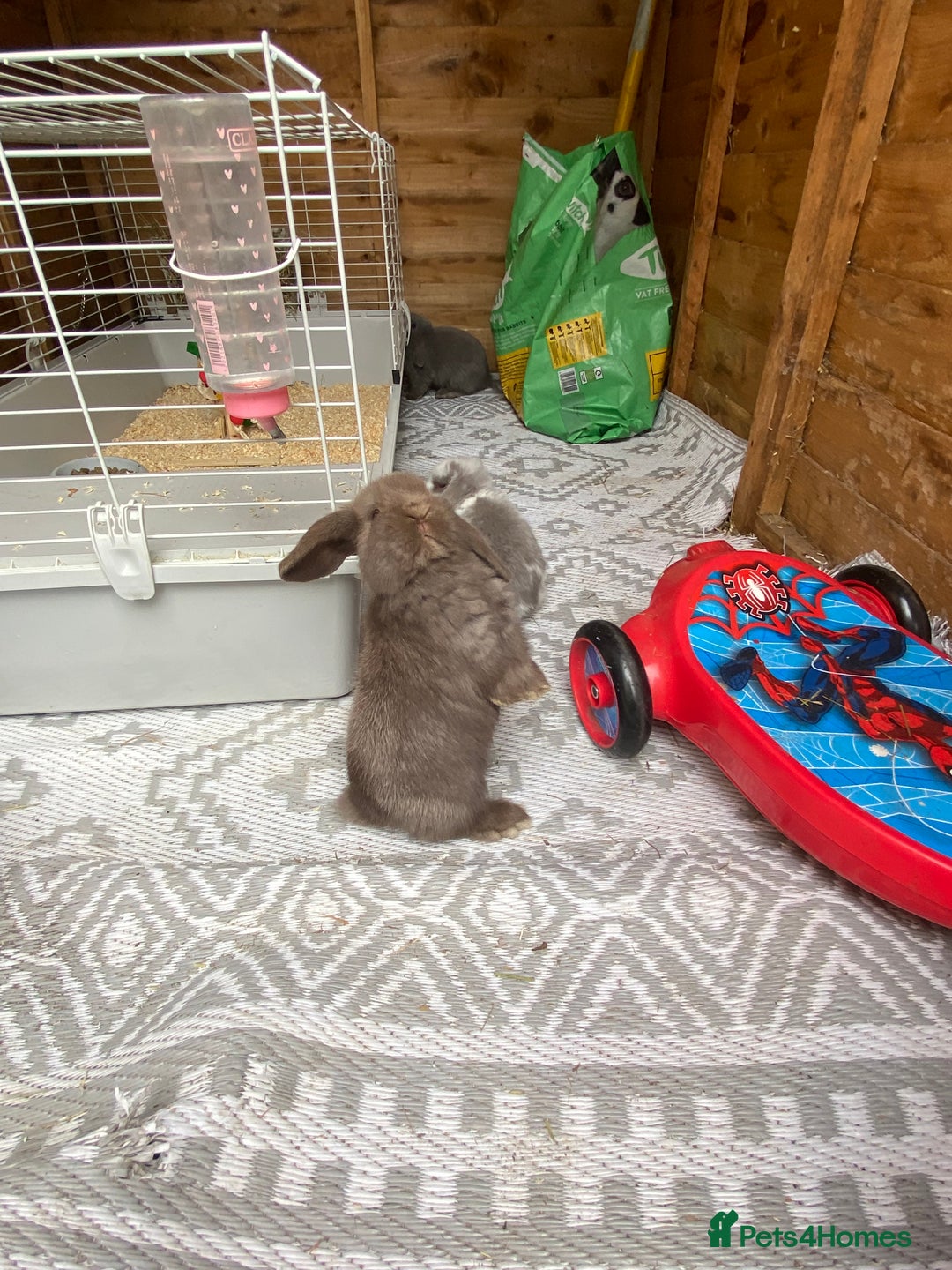 Mini Lop rabbits for sale: Mini lop rabbit - Image 2
