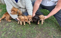 Cocker Spaniel dogs for sale: Cocker Spaniel puppies - Image 9
