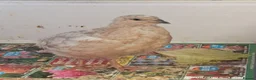 Quail poultry for sale: Coturnix Quails - groups /hens etc - Advert 4