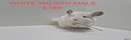 Chinchilla rodents for sale: STUNNING BABIES CHINCHILLA MIX COLOURS AND GENDER  - Advert 9