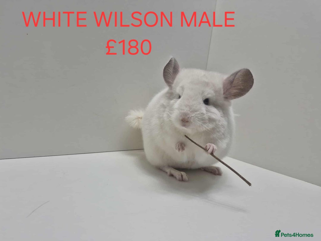 Chinchilla rodents for sale: STUNNING BABIES CHINCHILLA MIX COLOURS AND GENDER  - Advert 9