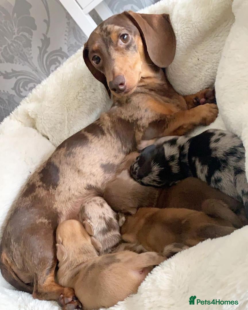 Miniature Dachshund dogs Best colors miniature Dachshund puppies - Advert 1