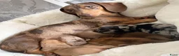 Miniature Dachshund dogs for sale: Best colors miniature Dachshund puppies in Belfast - Advert 1