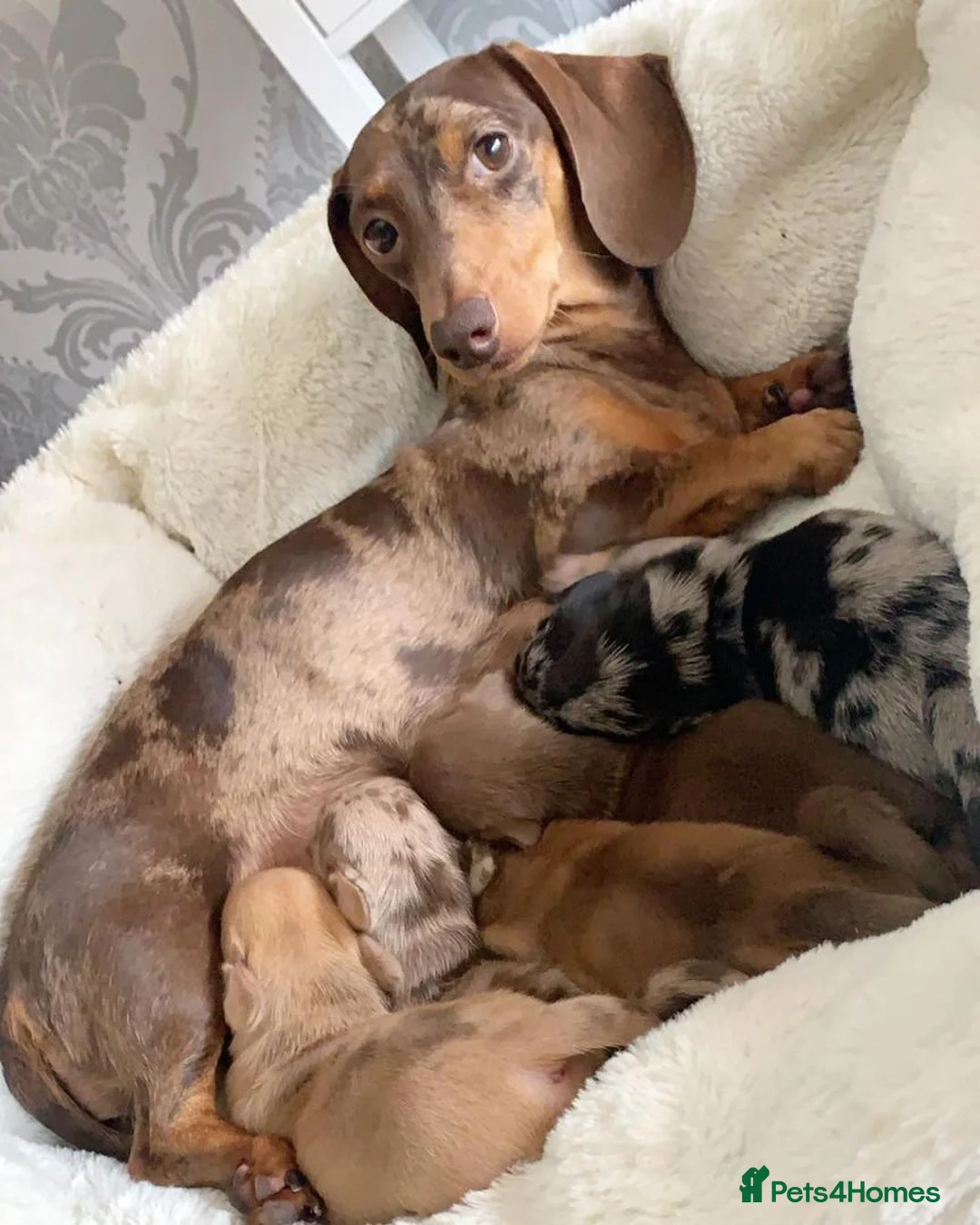 Miniature Dachshund dogs for sale: Best colors miniature Dachshund puppies in Belfast - Advert 1