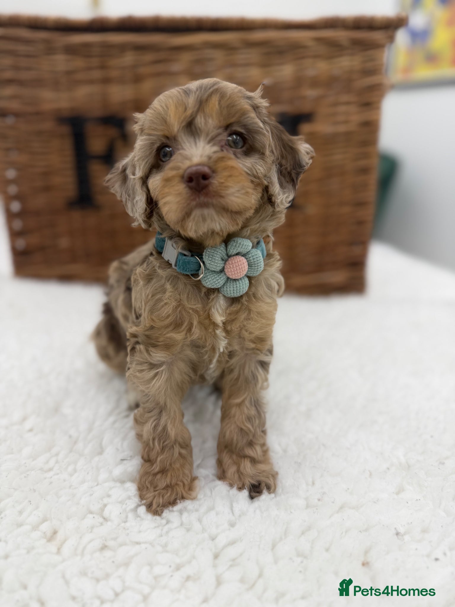 Cavapoo dogs F1 E ** tensively tested miniature cavapoos  - Advert 13