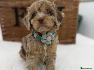 Cavapoo dogs F1 E ** tensively tested miniature cavapoos - Advert 13