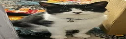Mixed Breed cats for sale: Five gorgeous kittens  - Advert 1