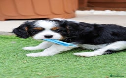 Cavalier King Charles Spaniel dogs for sale: 7 Puppies ready for reservations - Image 8