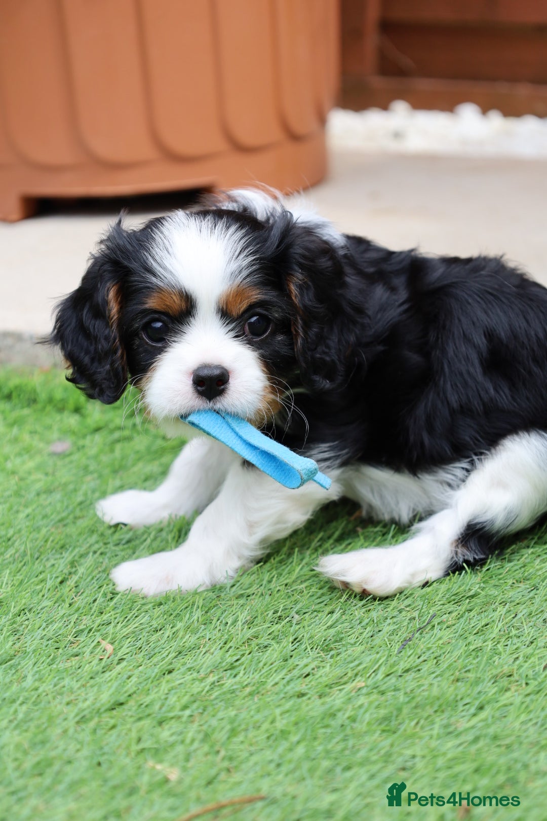 Cavalier King Charles Spaniel dogs for sale: 7 Puppies ready for reservations - Image 8