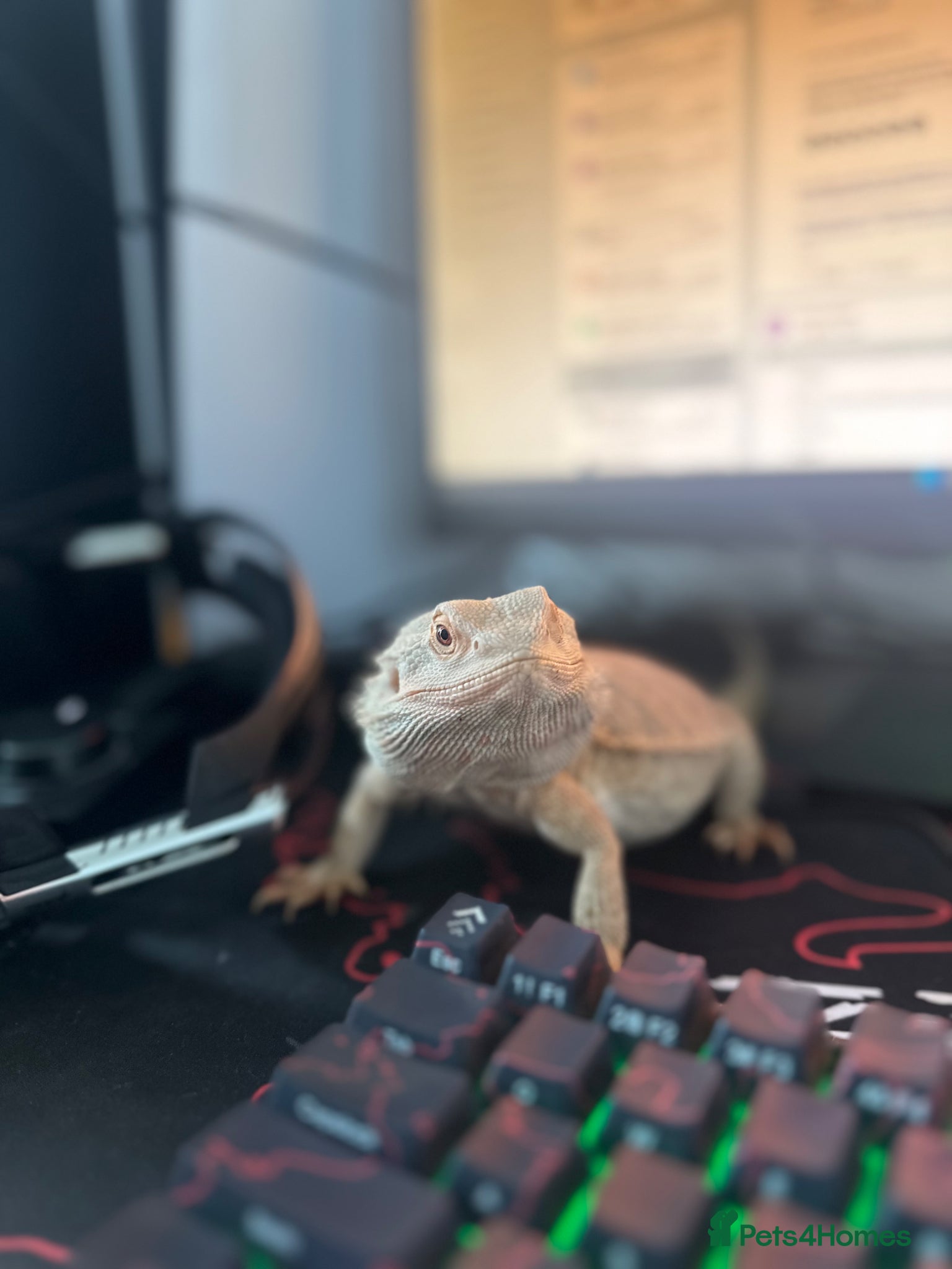 Bearded Dragon reptiles 18 month old - Bearded Dragon  - Advert 2