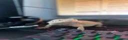 Bearded Dragon reptiles for sale: 18 month old - Bearded Dragon  in Newton-le-Willows - Advert 2