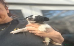 Mixed Breed dogs for sale: Jackahuahua - Image 6