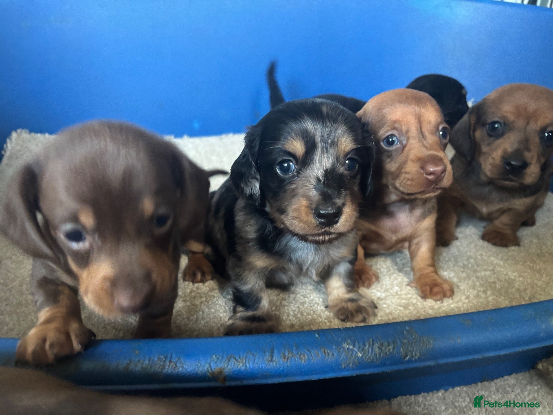 Dachshund dogs Miniature dachshund - Advert 9