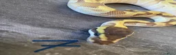 Python Snake reptiles for sale: Hatchling royal pythons. - Advert 19