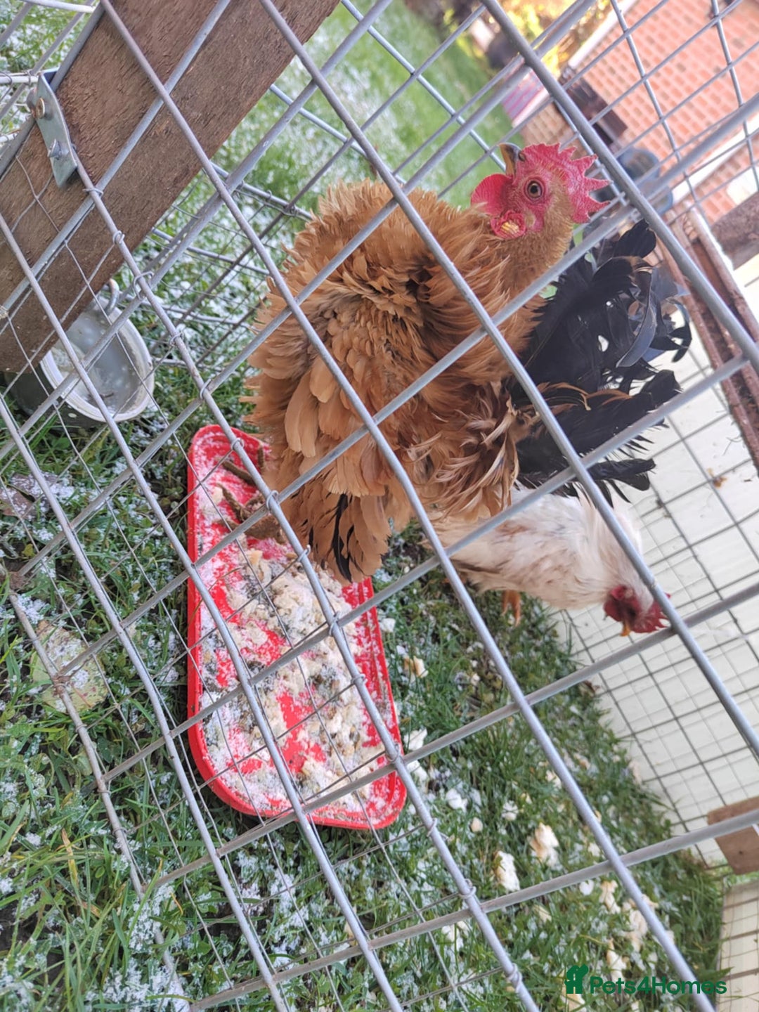 Mixed Breed birds for sale: Friendly purebred serama cockerels - Advert 1