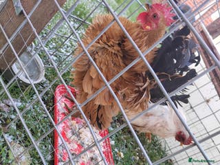 Mixed Breed birds Friendly purebred serama cockerels - Advert 3