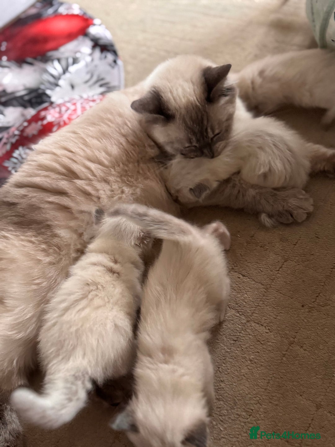 Ragdoll cats for sale: Ragdoll Kittens Looking for comfy Sofas 🐾 - Advert 4