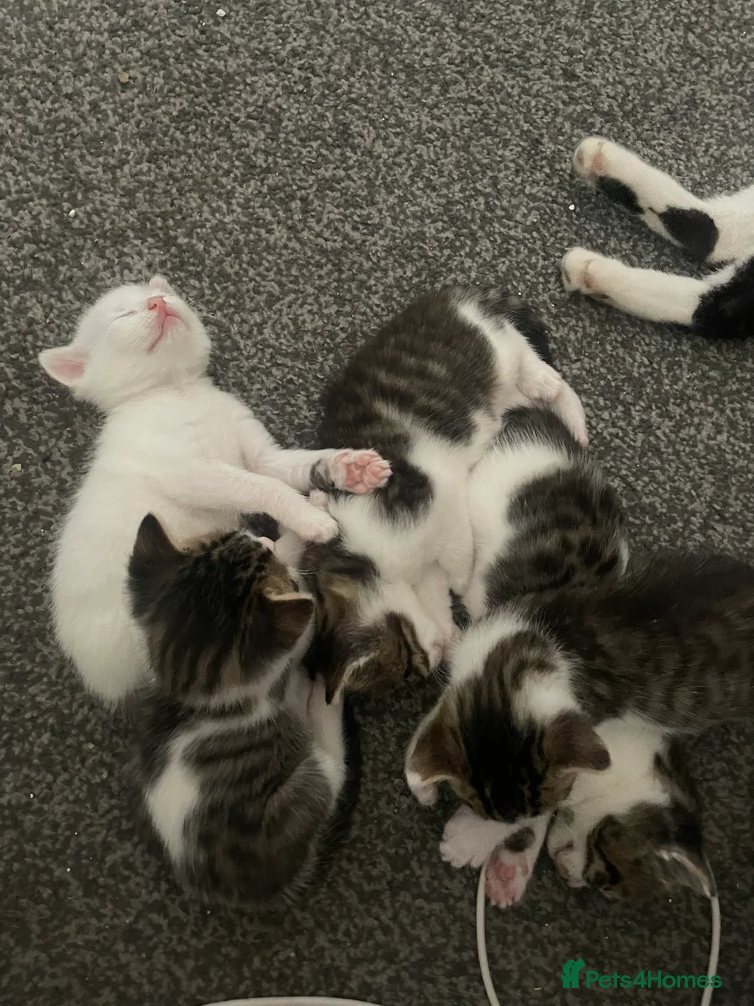 Mixed Breed cats for sale: 4 beautiful boys ready for there forever homes  - Advert 18