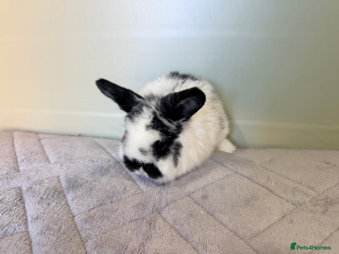 Mini Lop rabbits for sale: Mini lops  - Advert 2