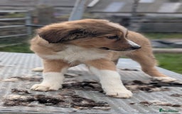 Welsh Collie dogs for sale: Welsh sheepdog puppies - Image 5