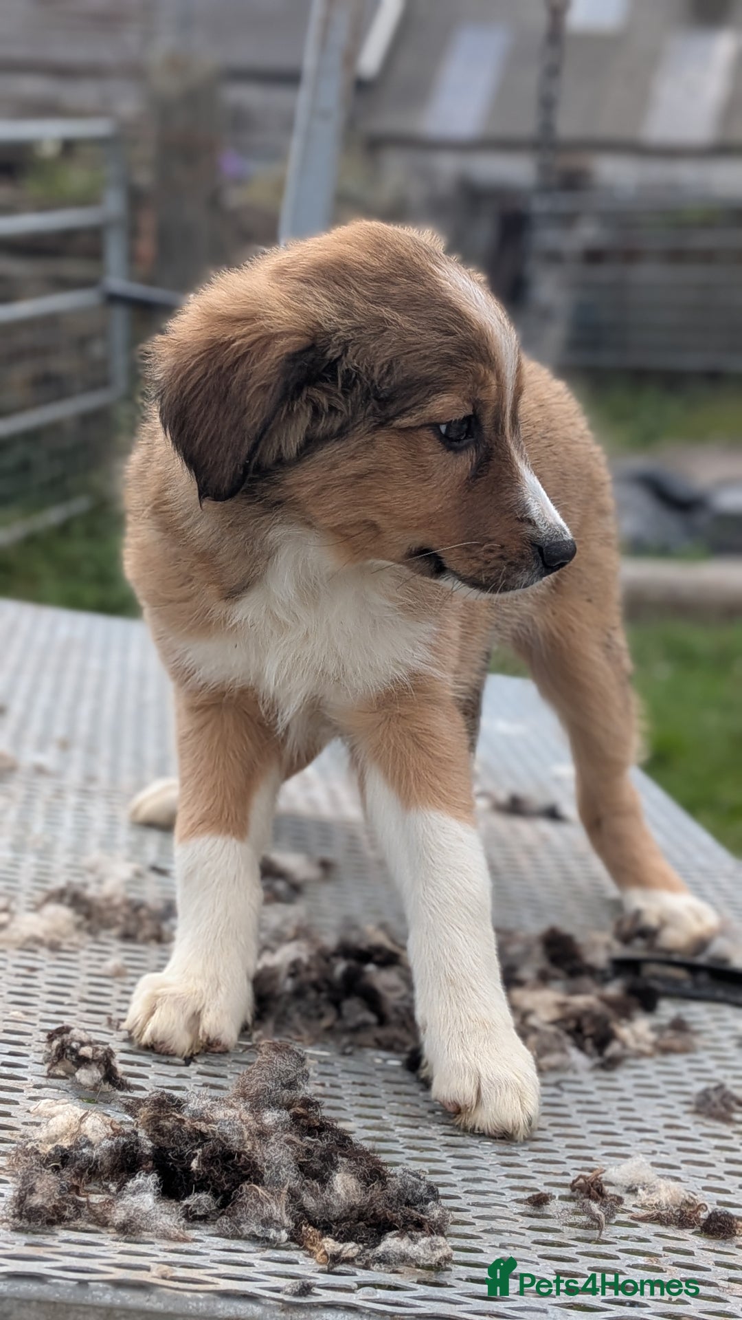 Welsh Collie dogs for sale: Welsh sheepdog puppies - Image 5