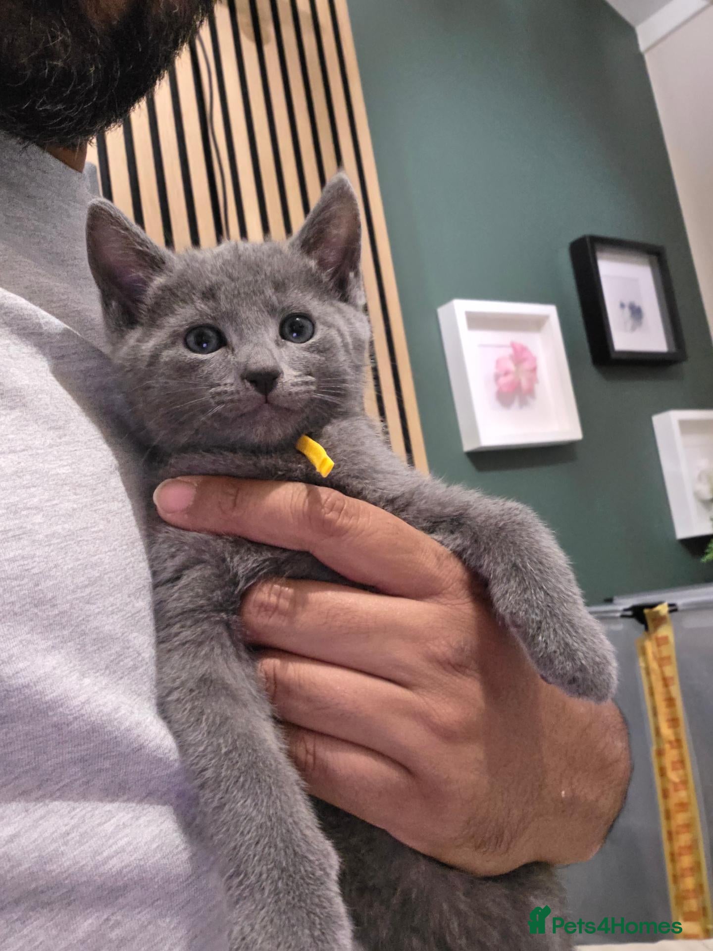 Russian Blue cats 🐾 Beautiful Russian Blue Kittens 🐾 - Advert 2