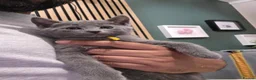 Russian Blue cats for sale: 🐾 All Kittens Reserved 🐾 - Advert 4