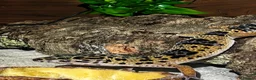 Leopard Gecko reptiles for sale: Young Leopard Gecko plus full vicarious set up in York - Advert 3