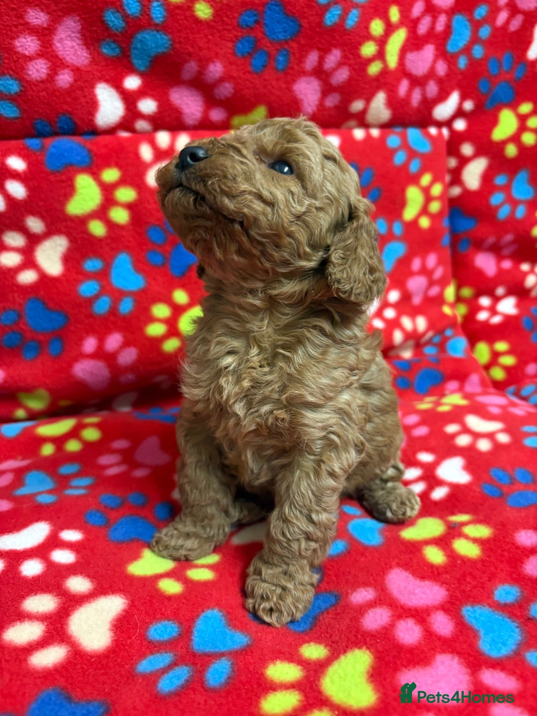Cockapoo dogs for sale: 2 F1B cockapoo puppies 💖💙 - Advert 6