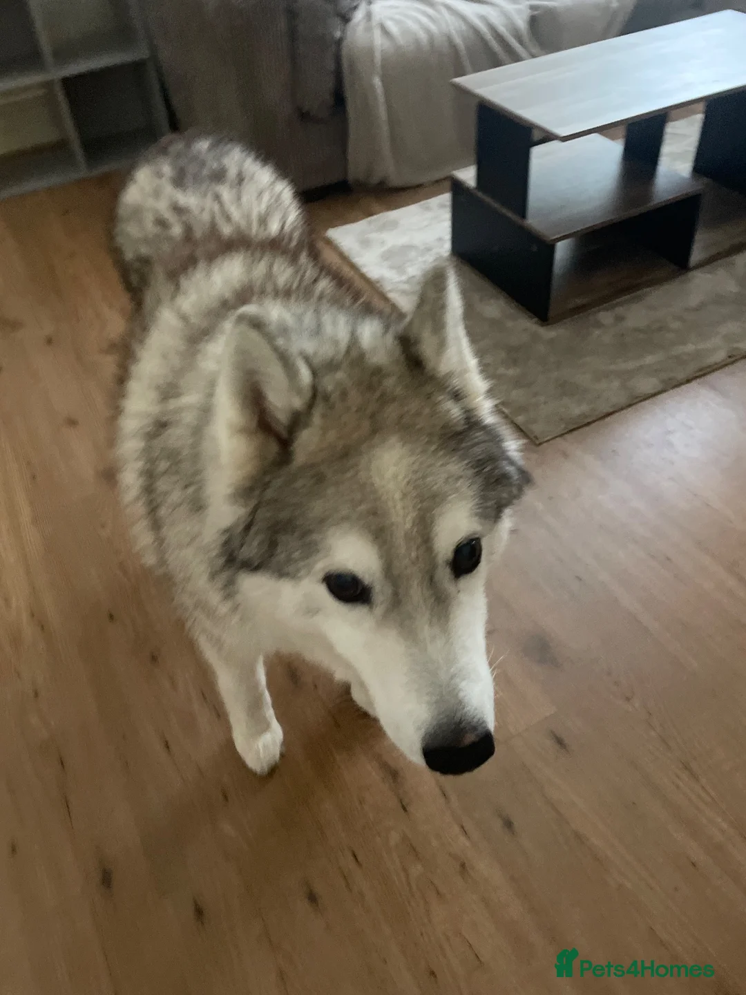 Siberian Husky dogs for sale: two huskies for rehoming aged 11&8 - Advert 2