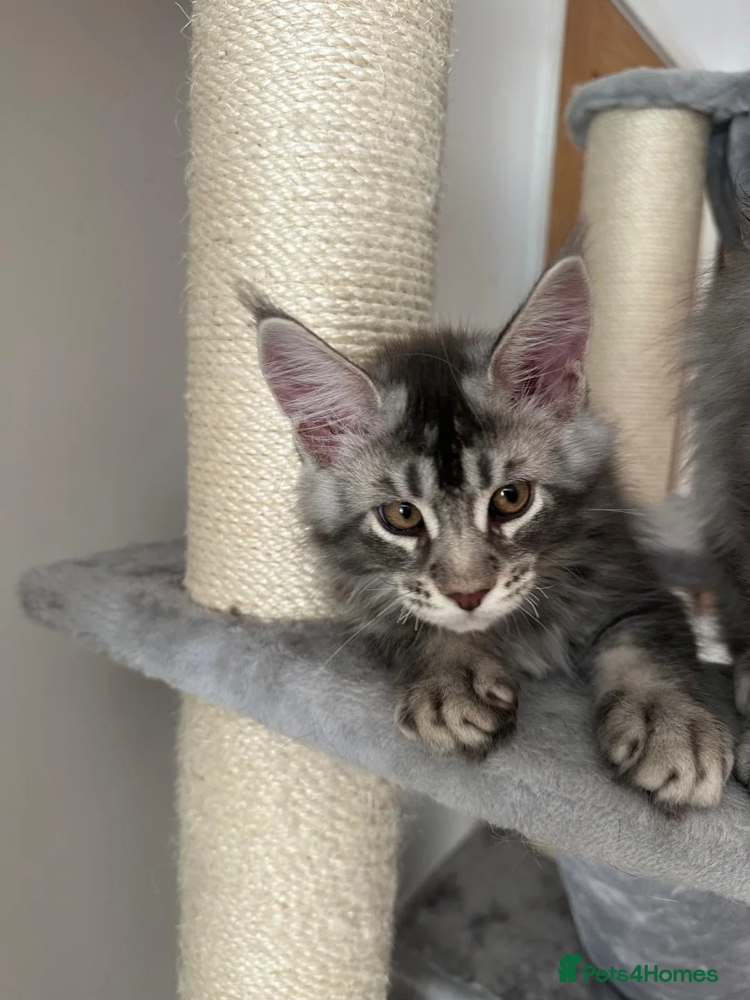 Maine Coon cats for sale: ✨ TICA Registered Maine Coon Boys ✨ - Advert 13