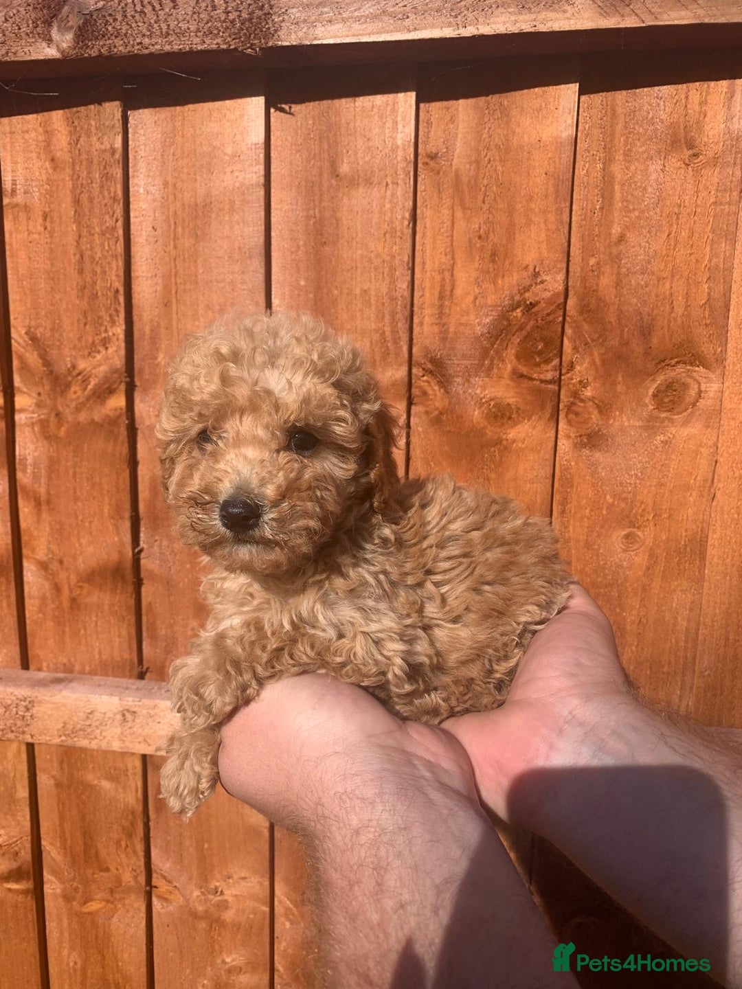 Mixed Breed dogs for sale: Toy poodle puppies  - Image 9