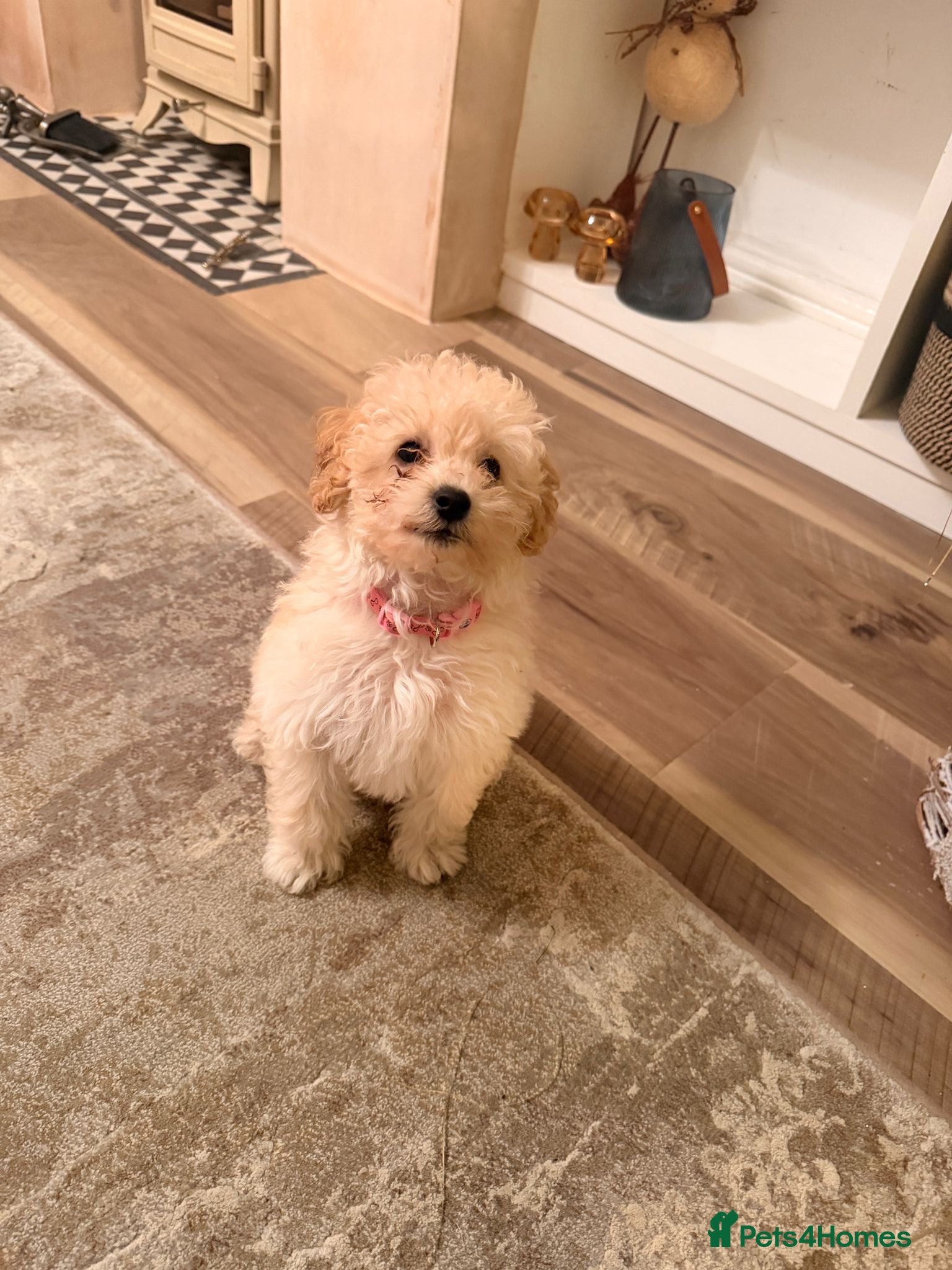 Maltipoo dogs [Rehome] 11 Week Old Maltipoo Puppy - Advert 1