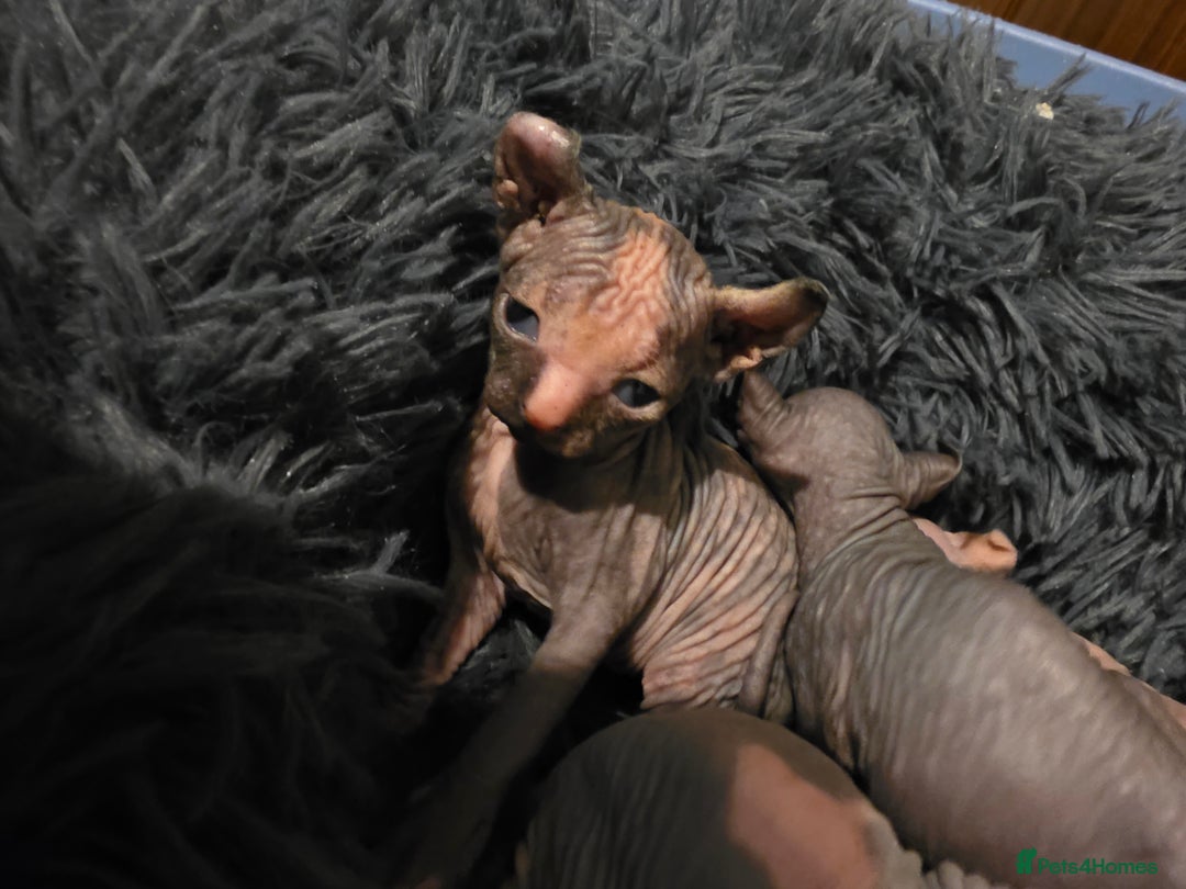 Mixed Breed cats for sale: Beautiful Female Kitten – Sphynx x Devon Rex Cross - Advert 13