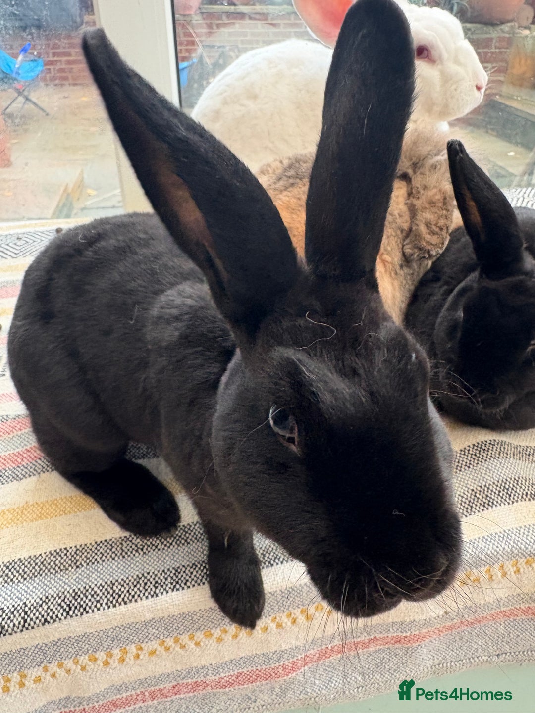 Mixed Breed rabbits for sale: 4 young rabbits - Advert 3