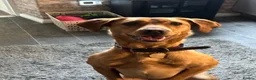 Labrador Retriever dogs for sale: New Home Needed ASAP in Barnard Castle - Advert 7