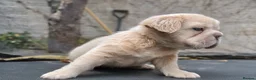 French Bulldog dogs for sale: FLUFFY FRENCHY:ISABELLA/LILAC/PLATINUM-KC&DNA CERT - Advert 27